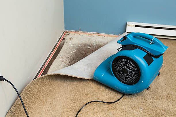 Best Water damage restoration near me  in Crystal River, FL